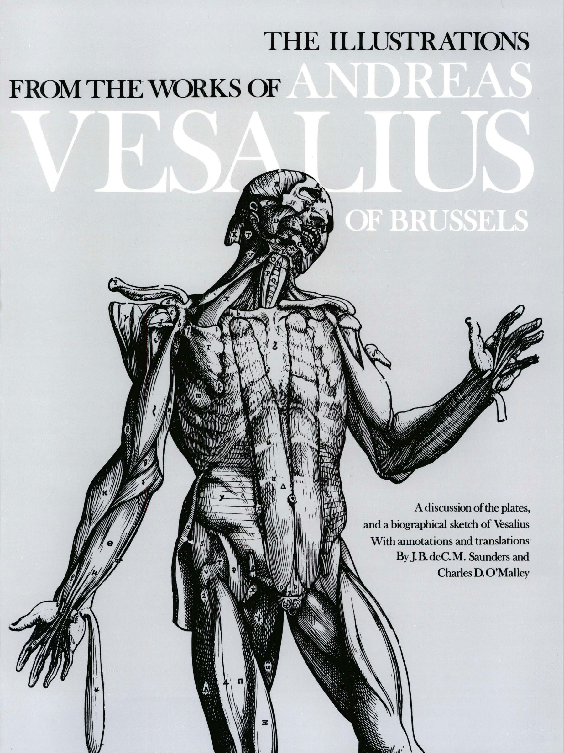 ANDREAS VESALIUS 解剖学イラスト Andreas_Vesalius_-