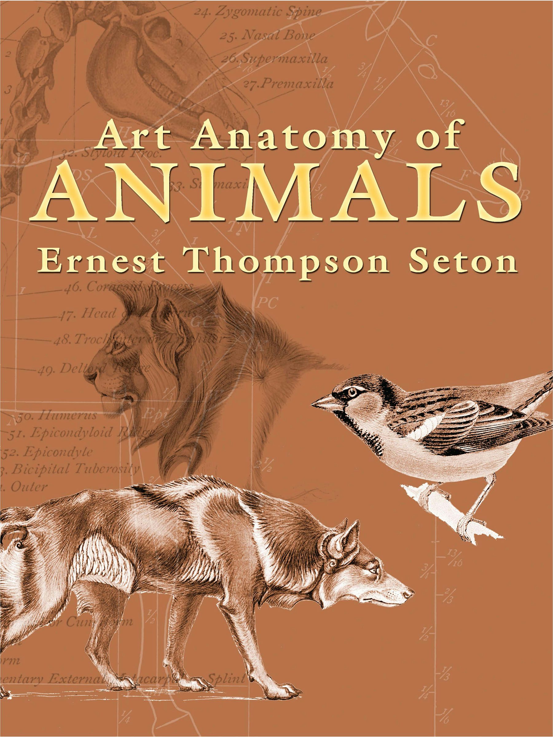 Art Anatomy of Animals – Dover Publications