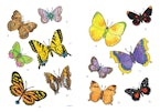 Little Butterfly Stickers