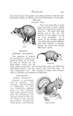 Boy Scouts Handbook