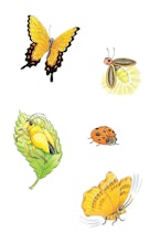 Glitter Tattoos Bugs