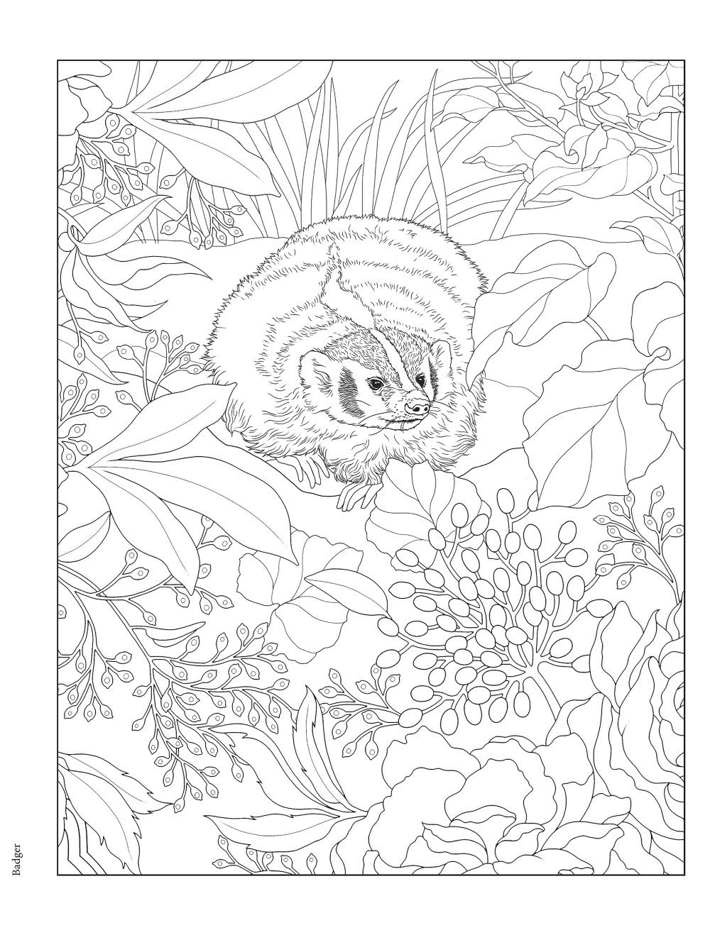 Woodland wild top coloring book +4